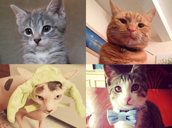 National Cat Day National Cat Day